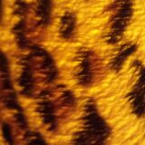 Table lamp with leopard lampshade