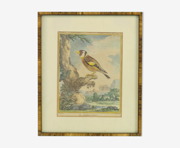 Gravure couleur le chardonneret, Jacques Eustache de Seve