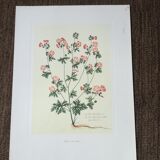 Lot of 6 botanical boards