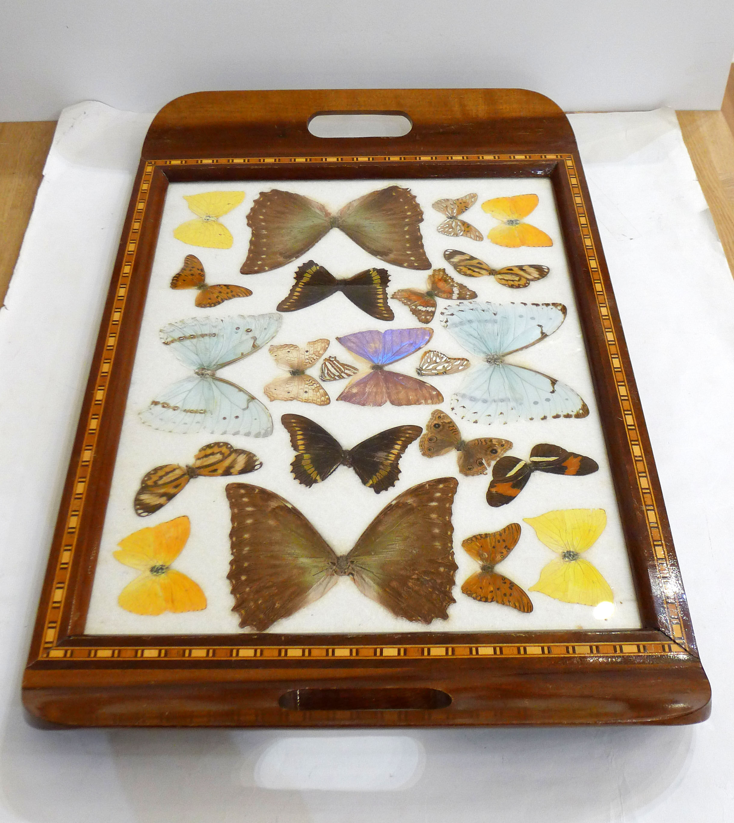 Butterfly tray