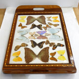 Butterfly tray