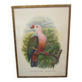 Engraving of ancient birds