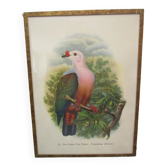 Engraving of ancient birds