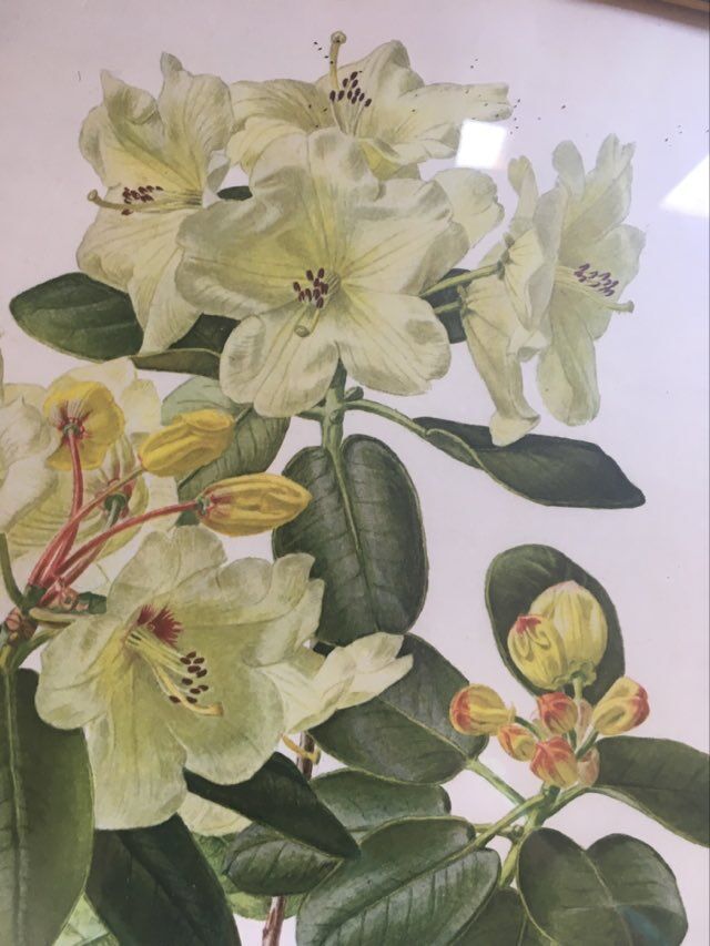 Botanical setting Rhododendron Wardii by Riefel