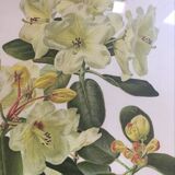 Botanical setting Rhododendron Wardii by Riefel