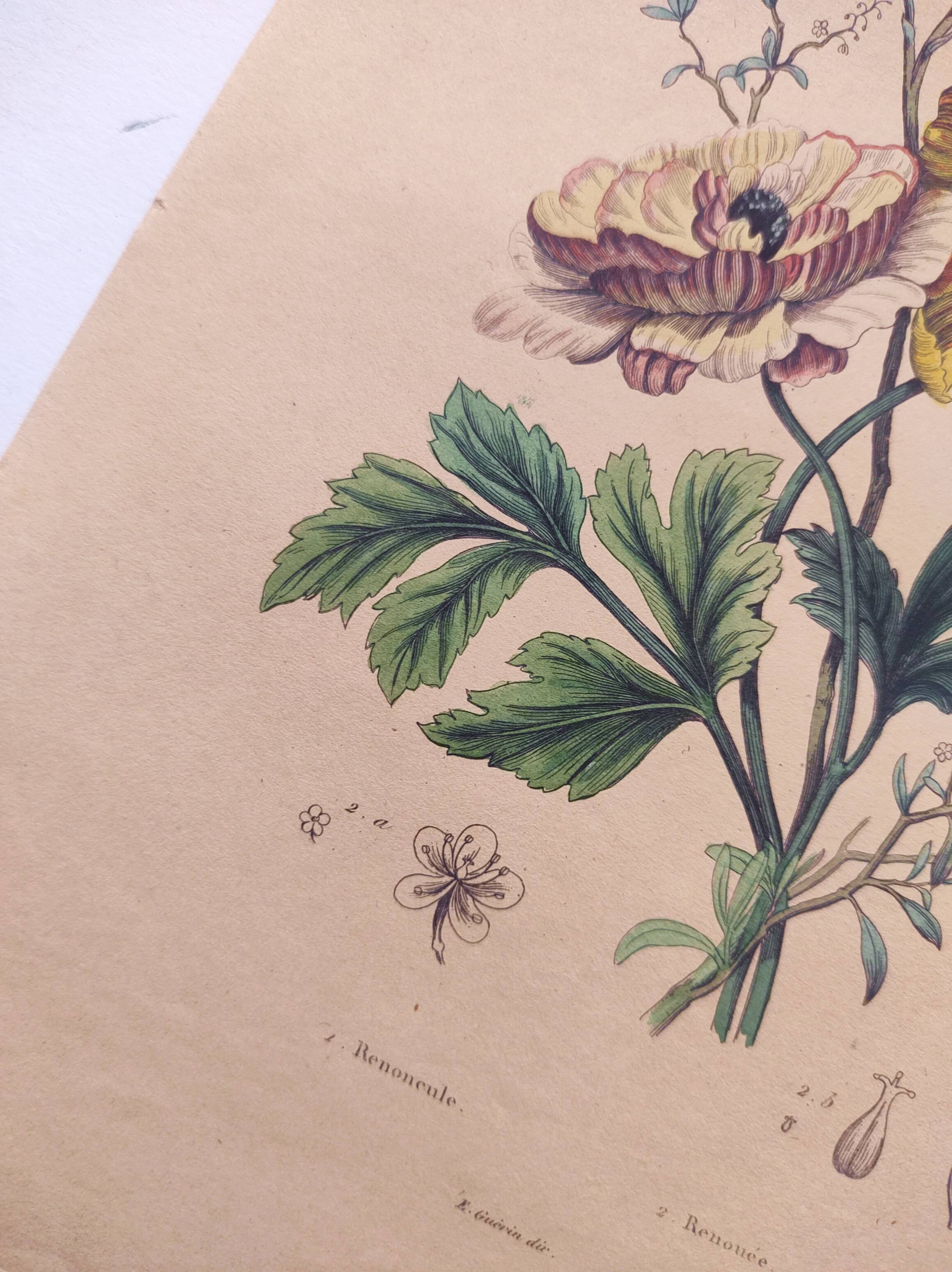 Original from 1839 - Buttercup and Knotweed - Hand-colored botanical plate. Antique engraving