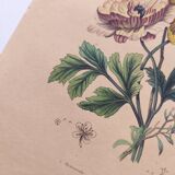 Original de 1839 -Renoncule et Renoué- Planche coloriée à la main botanique. Gravure ancienne