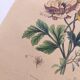 Original from 1839 - Buttercup and Knotweed - Hand-colored botanical plate. Antique engraving