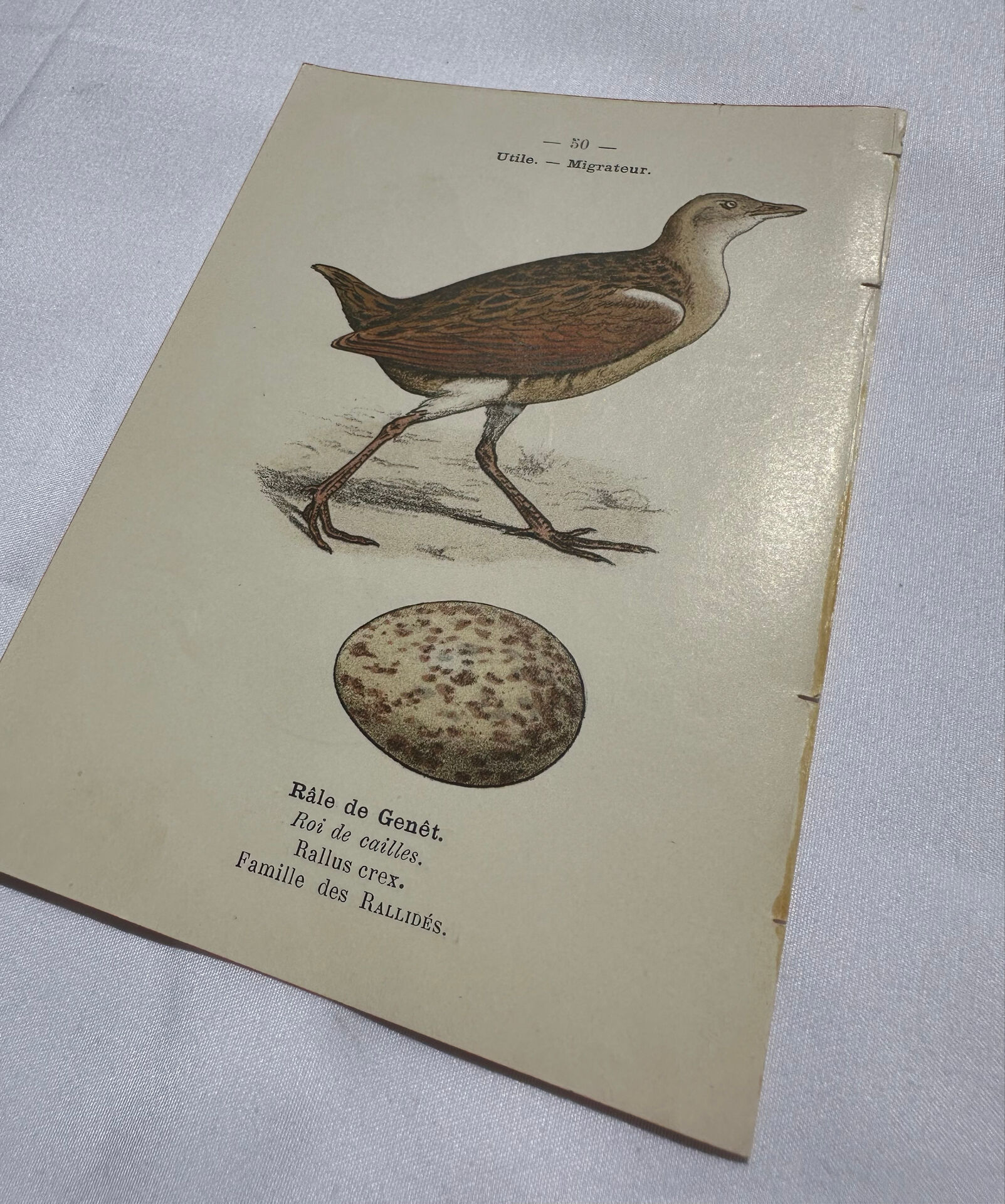 Planche Botanique Gravure oiseaux naturaliste  19eme recto verso  A