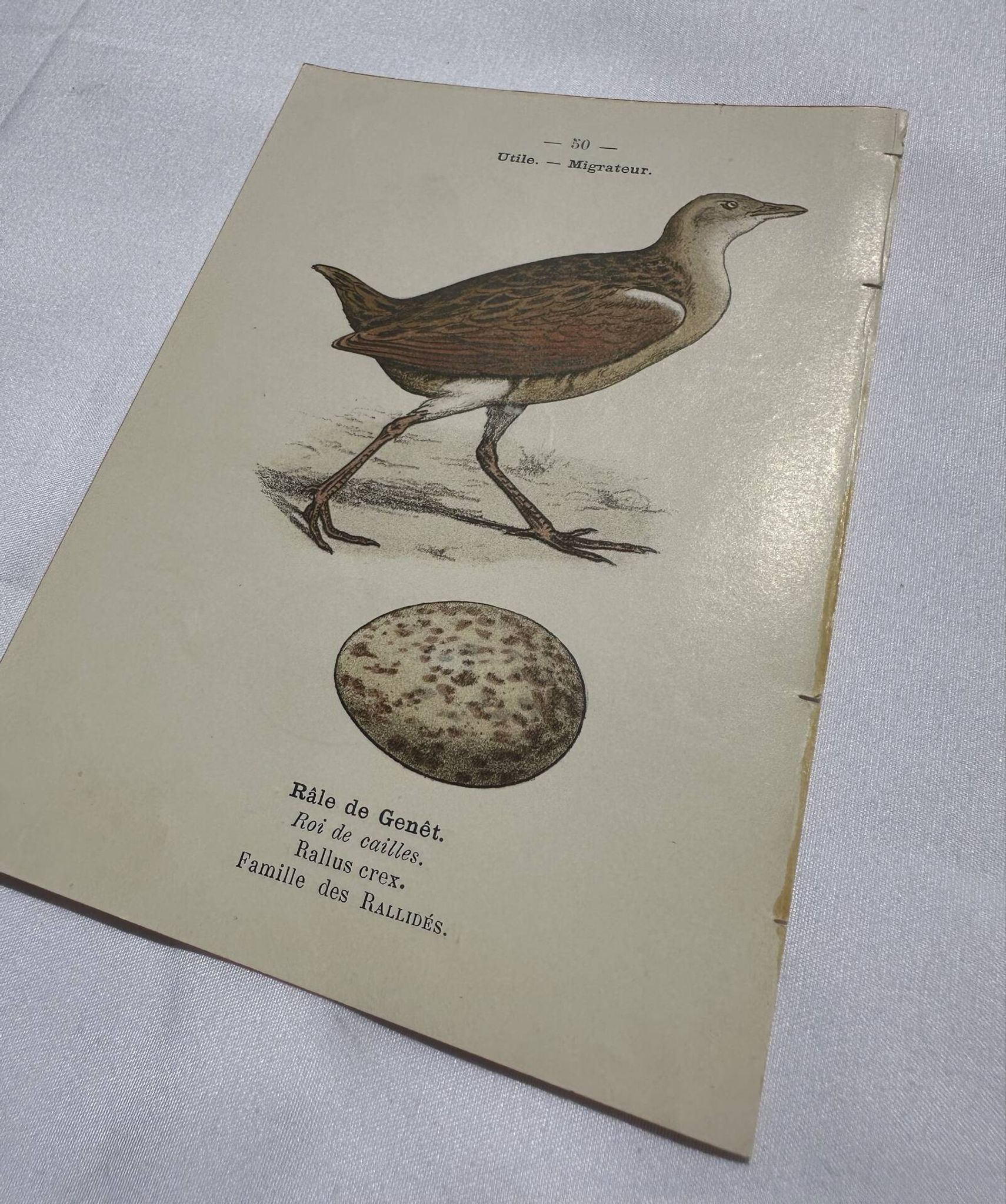 Botanical Plate Engraving of Birds, Naturalist, 19th Century, Double-sided A