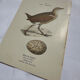 Planche Botanique Gravure oiseaux naturaliste  19eme recto verso  A