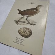 Botanical Plate Engraving of Birds, Naturalist, 19th Century, Double-sided A