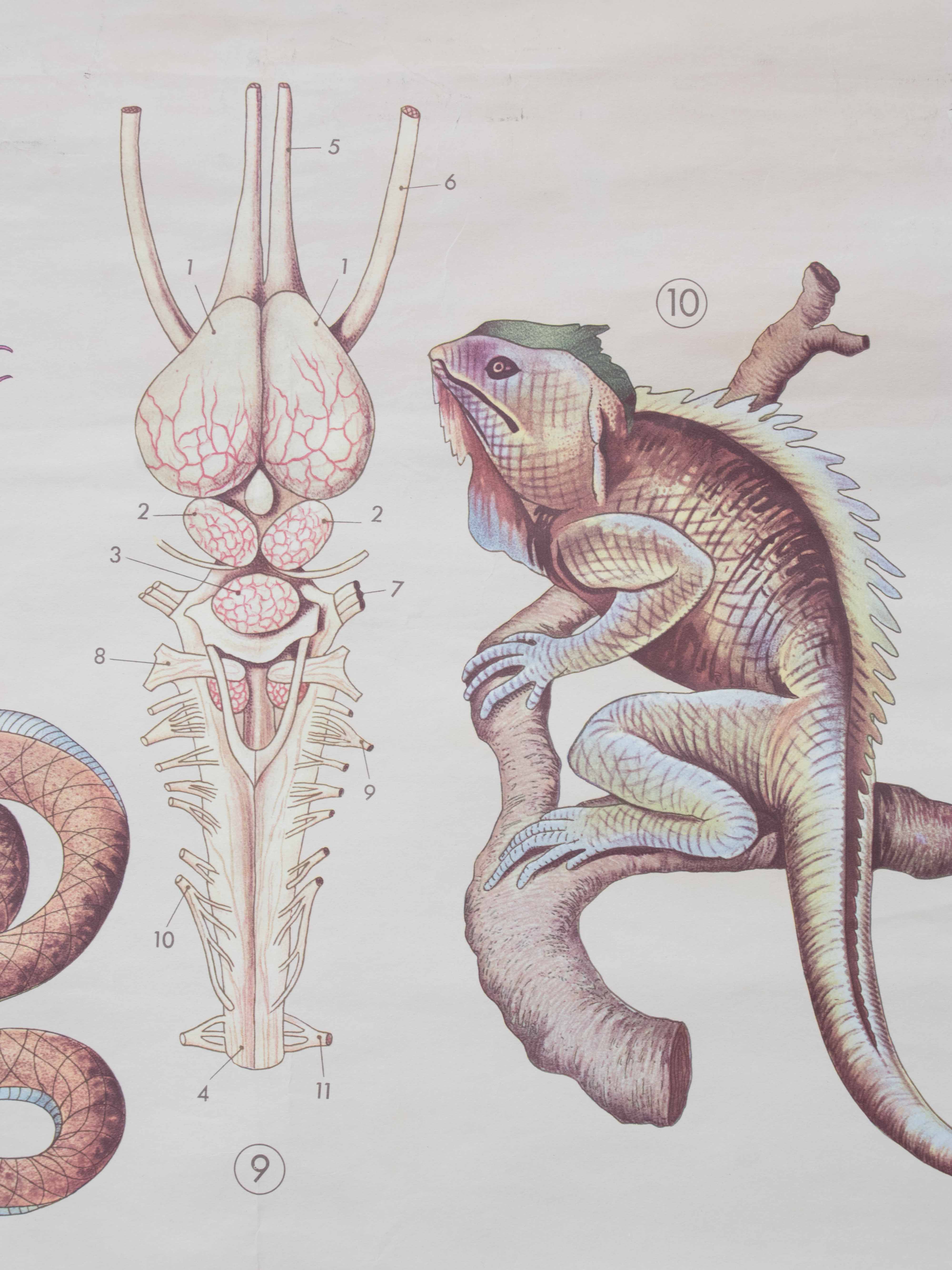 Vintage educational chart