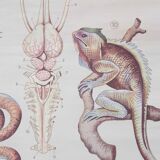 Vintage educational chart