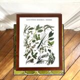 Framed botanical poster