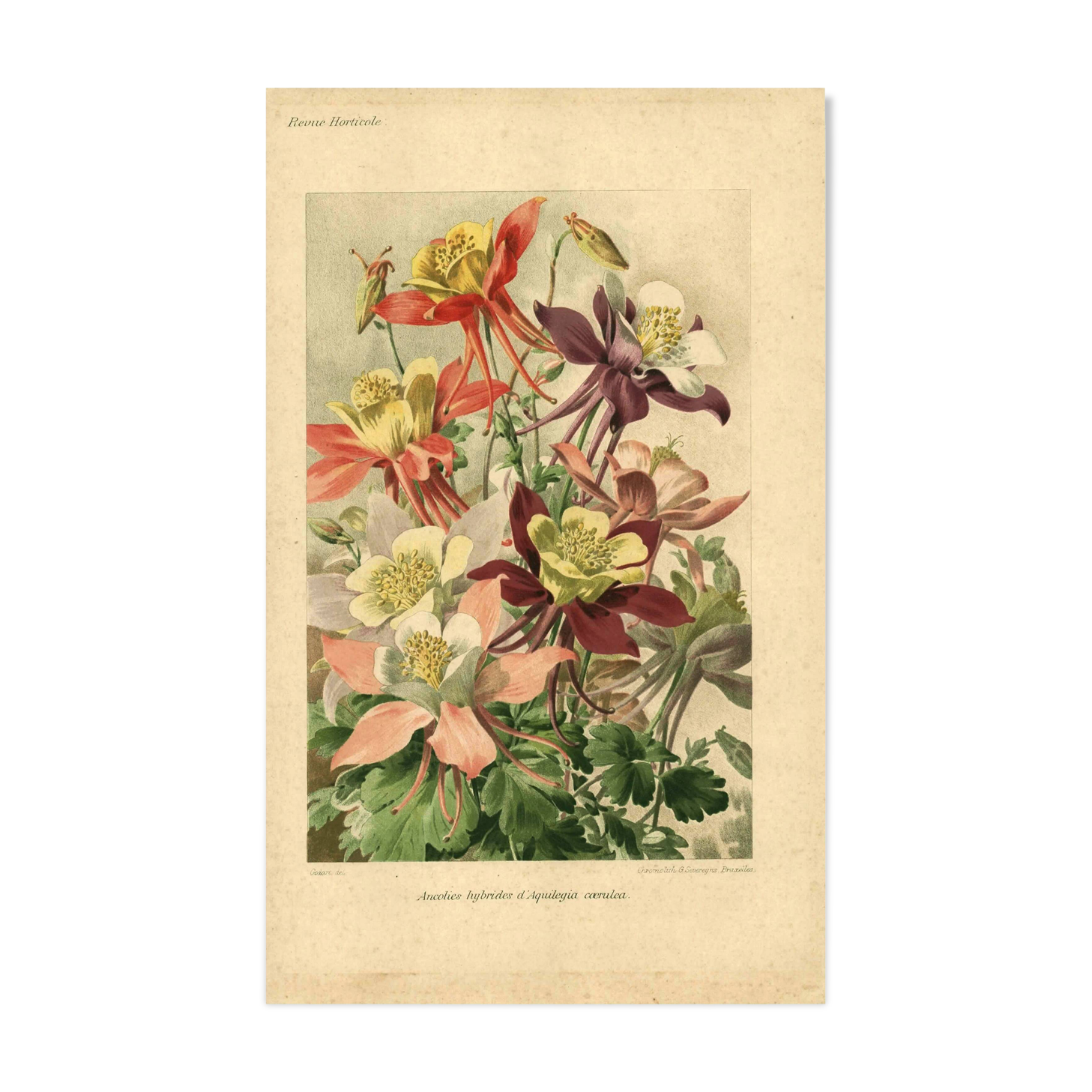 Botanical engraving from 1896 by Godart • Hybrid columbines Aquilegia coerulea • Old lithograph
