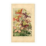 Botanical engraving from 1896 by Godart • Hybrid columbines Aquilegia coerulea • Old lithograph