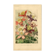 Botanical engraving from 1896 by Godart • Hybrid columbines Aquilegia coerulea • Old lithograph