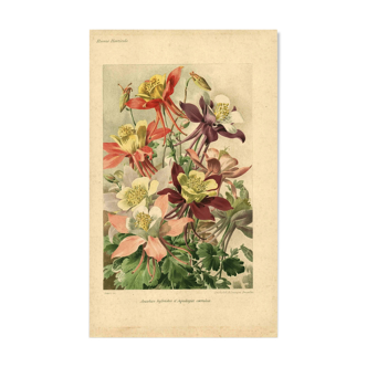 Botanical engraving from 1896 by Godart • Hybrid columbines Aquilegia coerulea • Old lithograph