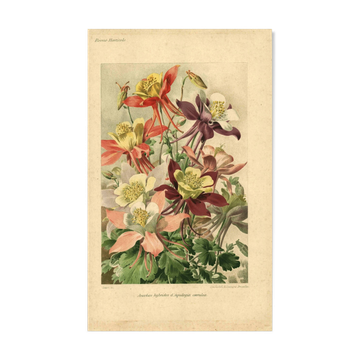 Gravure Botanique de 1896 par Godart • Ancolies hybrides Aquilegia coerulea • Lithographie ancienne