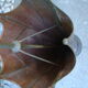Old copper umbrella holder