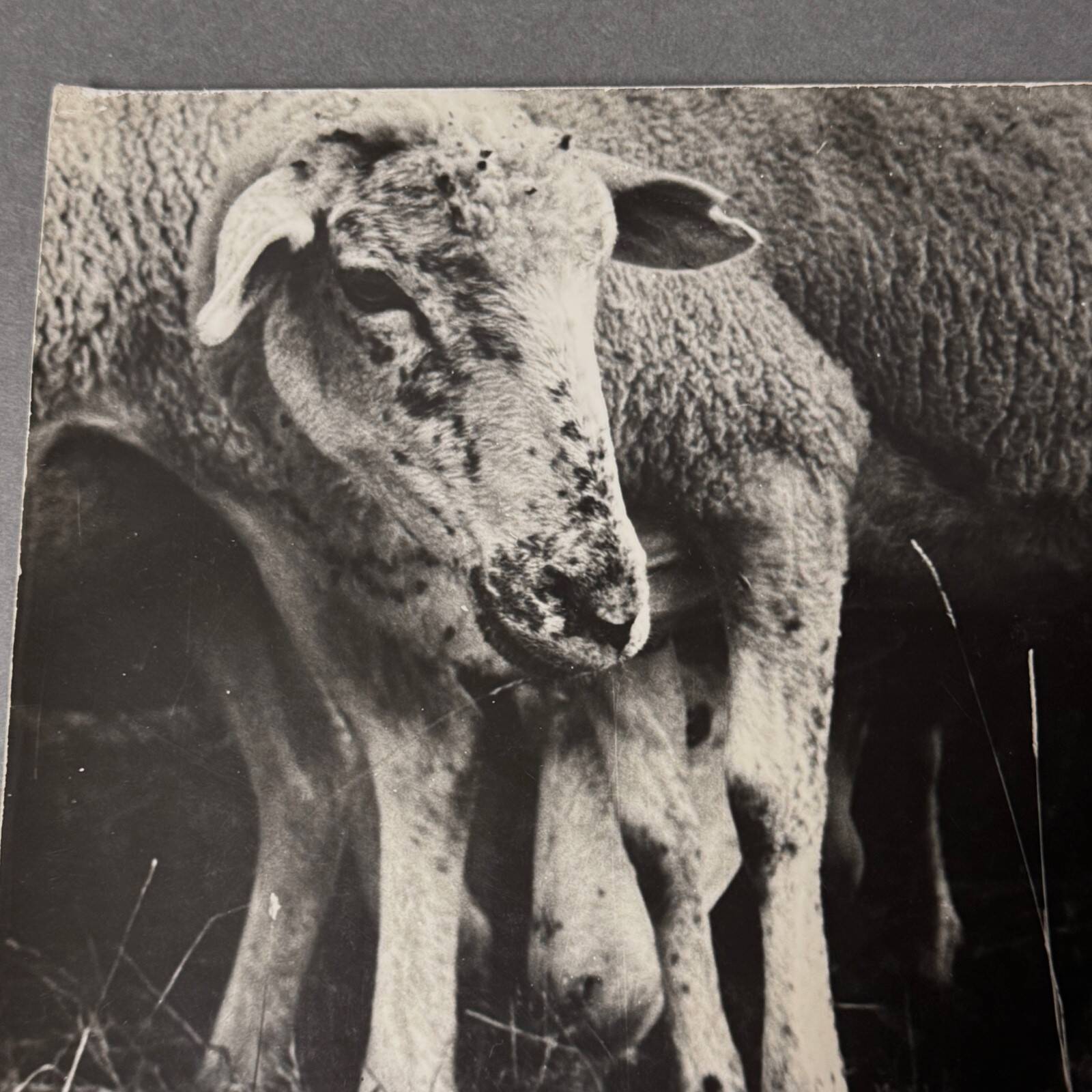 Black and white photo from 1960 depicting a child and sheep.