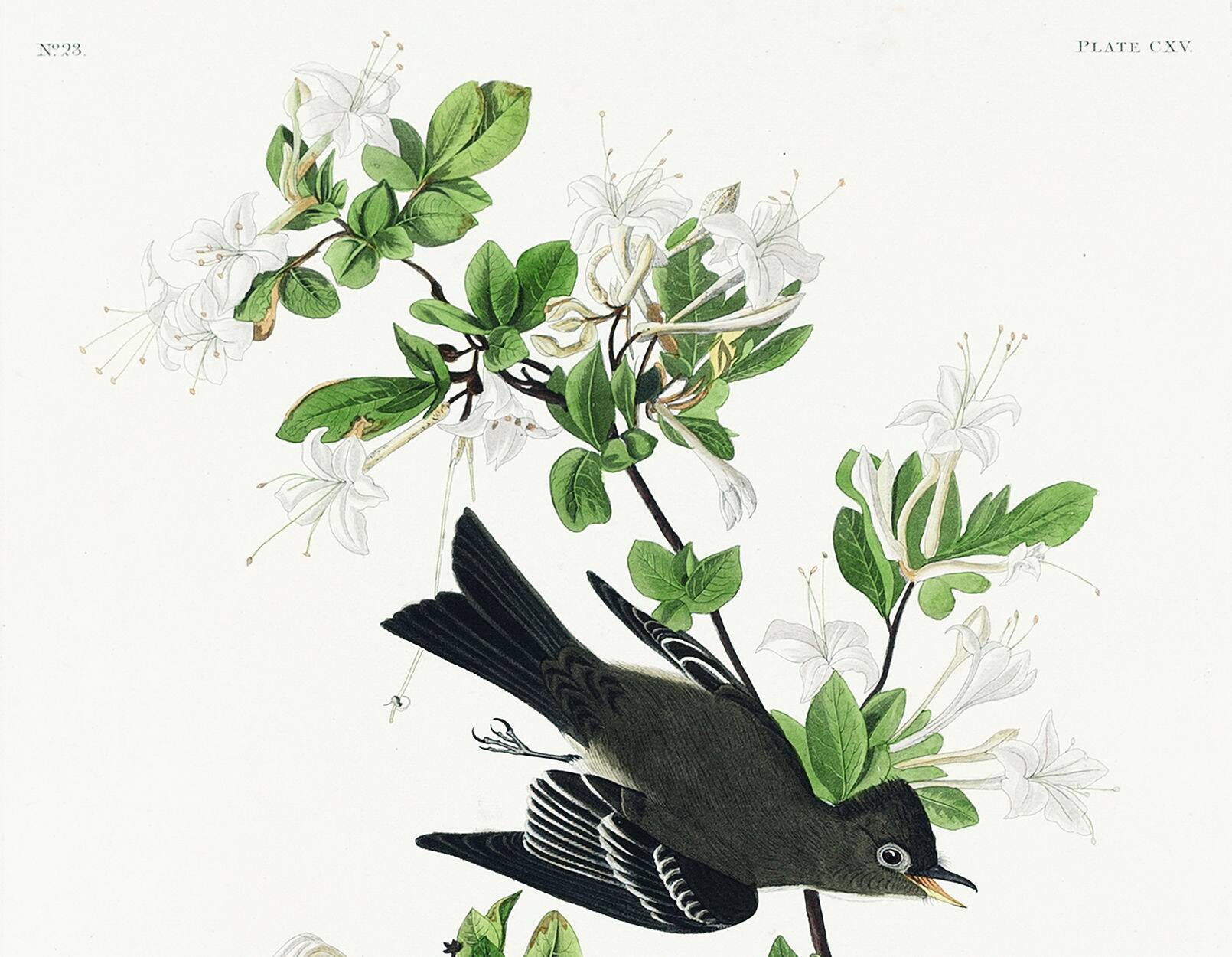 Poster about the Green Flycatcher, based on an old engraving from 1827.