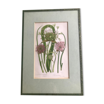 Gravure herbier