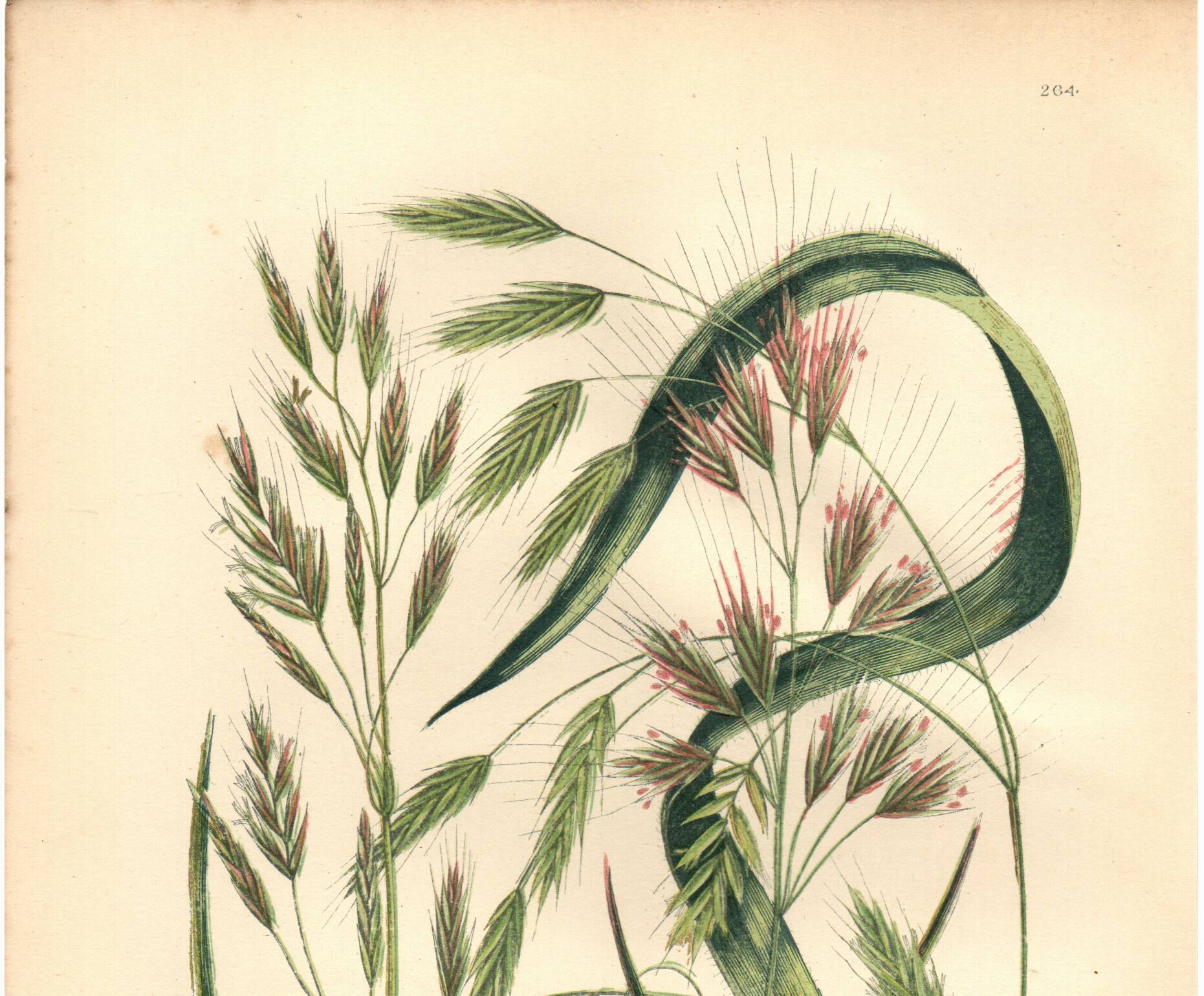 Engraving from 1889 - Straight Herbs by A. Pratt - Botanical lithograph