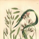 Engraving from 1889 - Straight Herbs by A. Pratt - Botanical lithograph