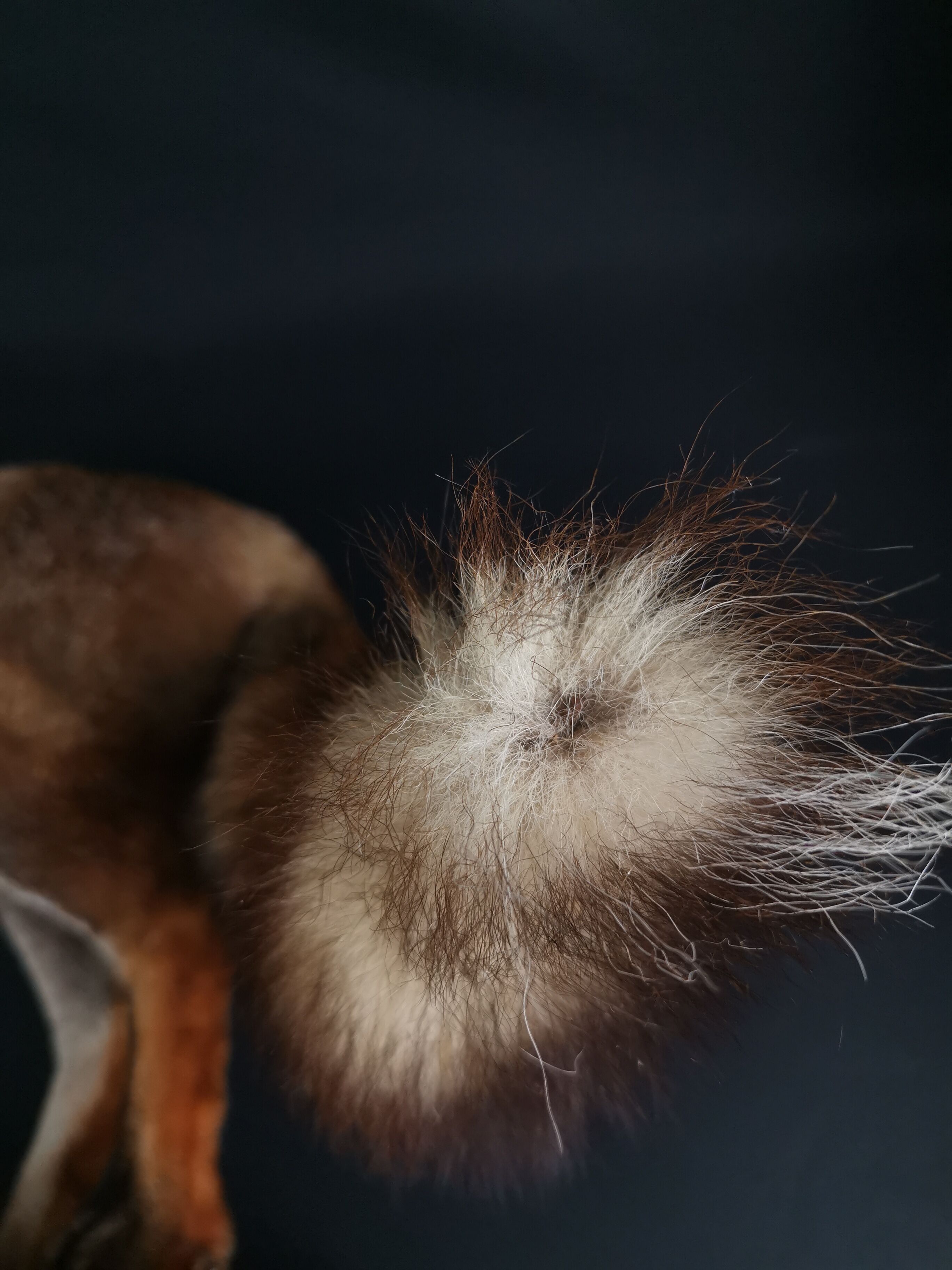 European red fox naturalized taxidermy