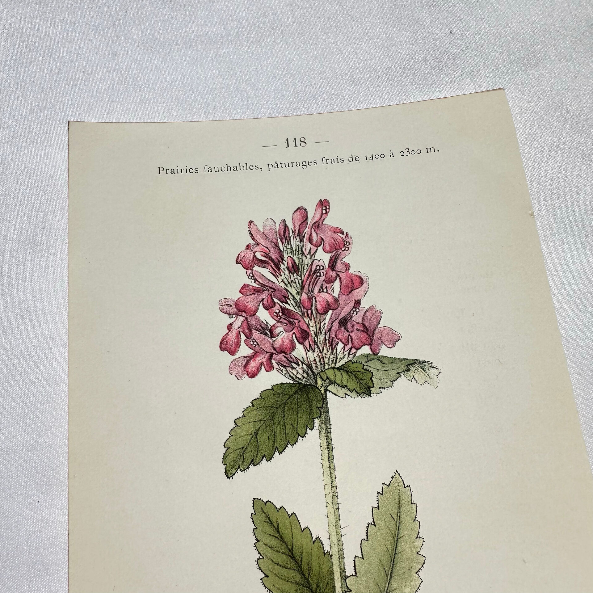 Old botanical engraving from the 19th century – Coloured plant illustration