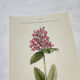 Old botanical engraving from the 19th century – Coloured plant illustration