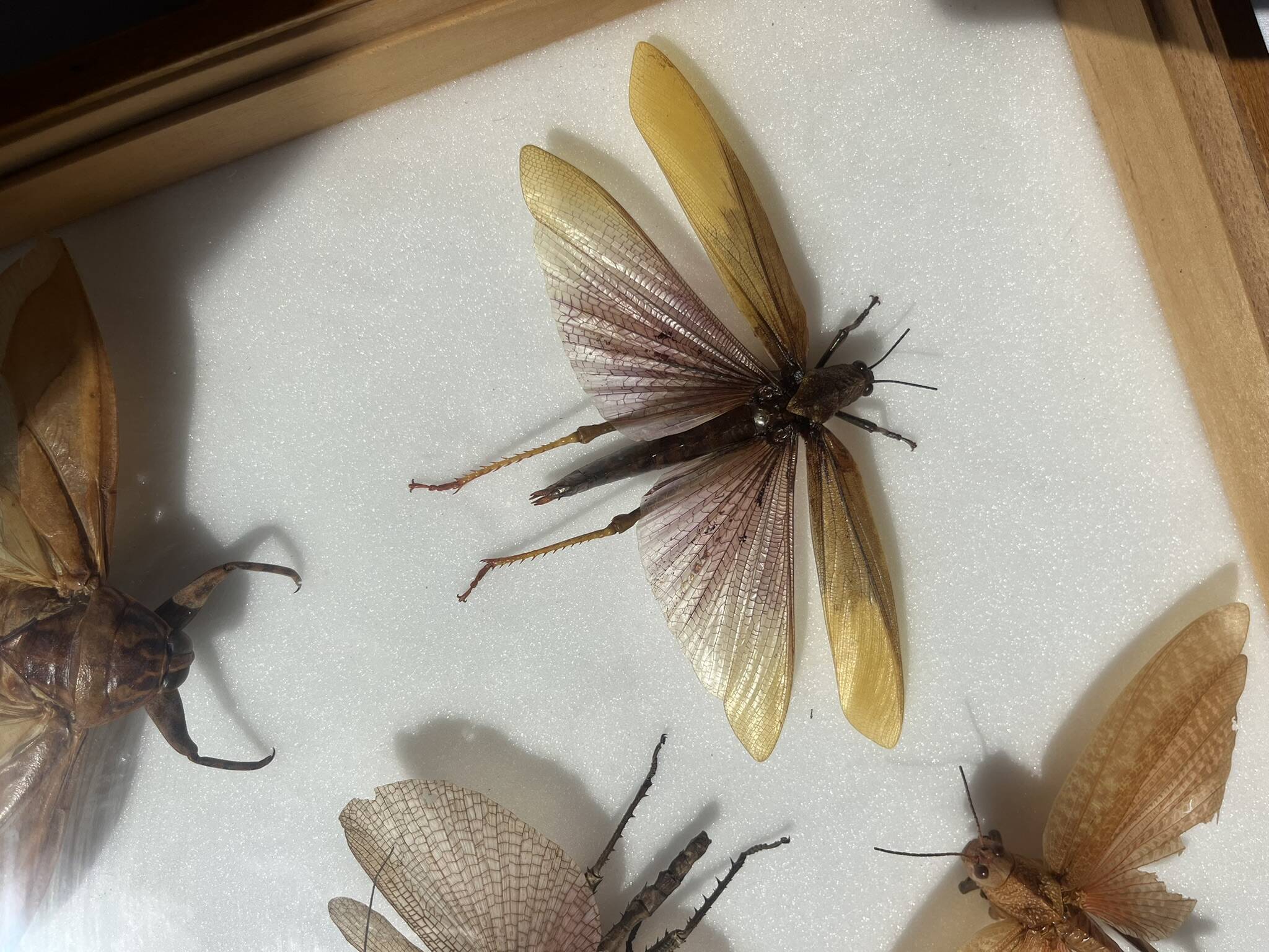 Framed giant insects, entomology collection
