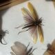 Framed giant insects, entomology collection