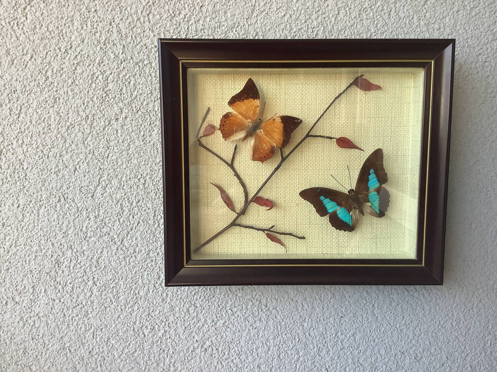 Vintage naturalized butterflies frame - cabinet of curiosities - taxidermy