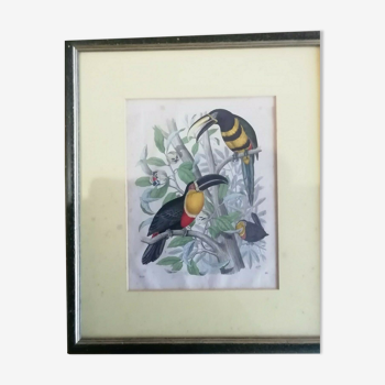 Gravure oiseaux 1852