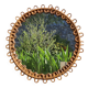 Rattan mirror by Franco Albini
