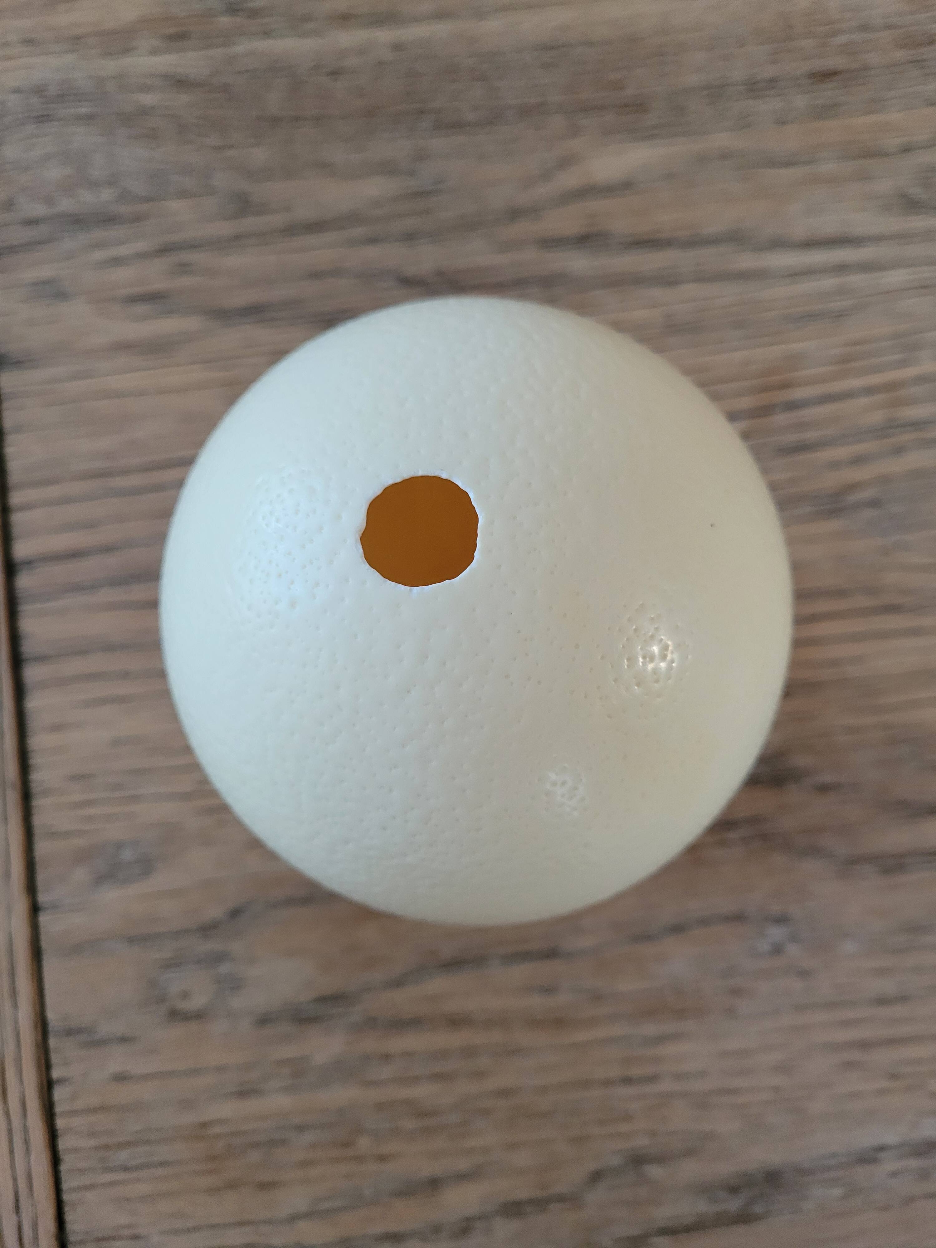 Large emptied Ostrich Egg.