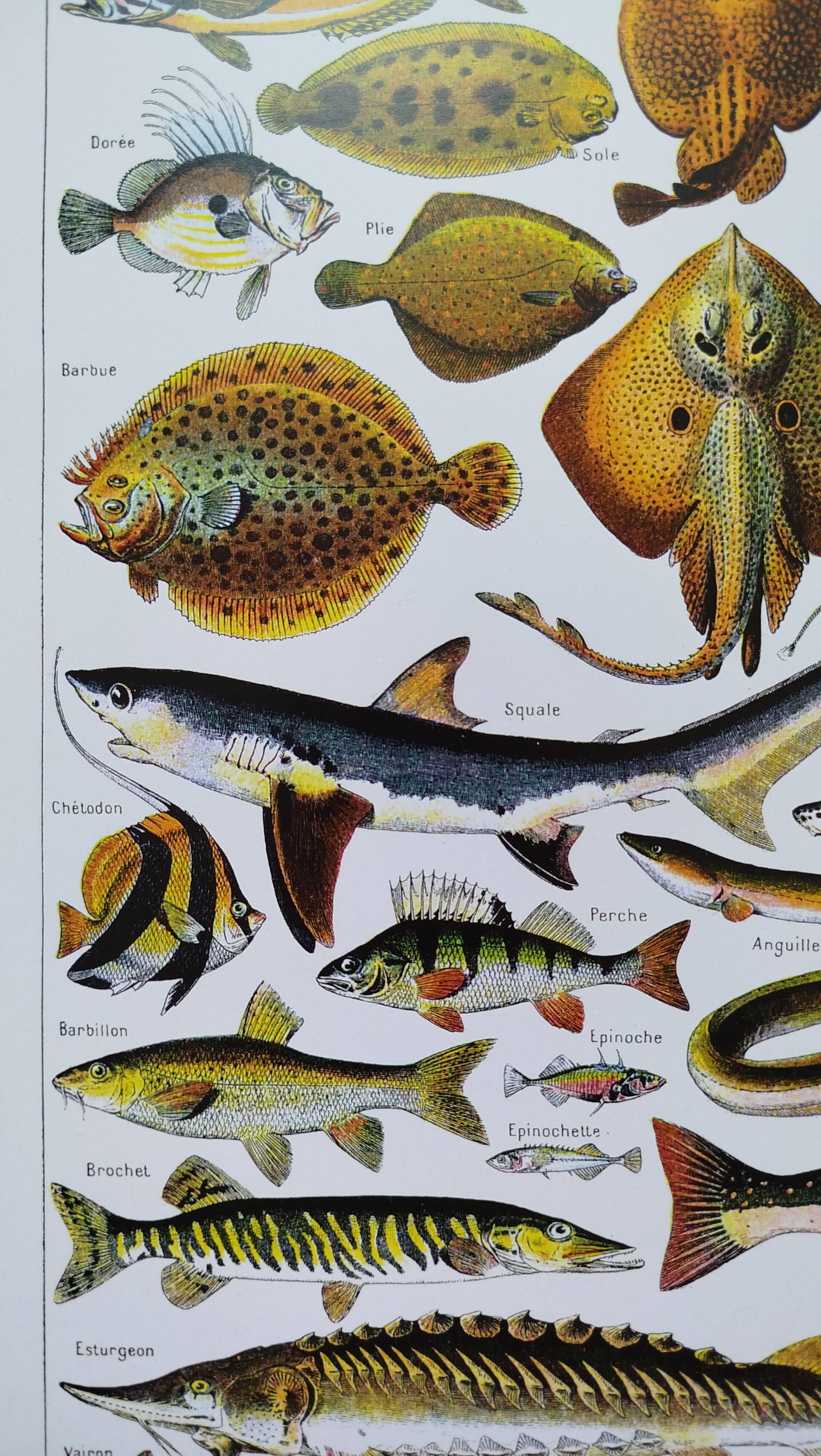 Affiche sur les poissons, d'après une lithographie de 1922