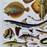 Fish poster, based on a 1922 lithograph