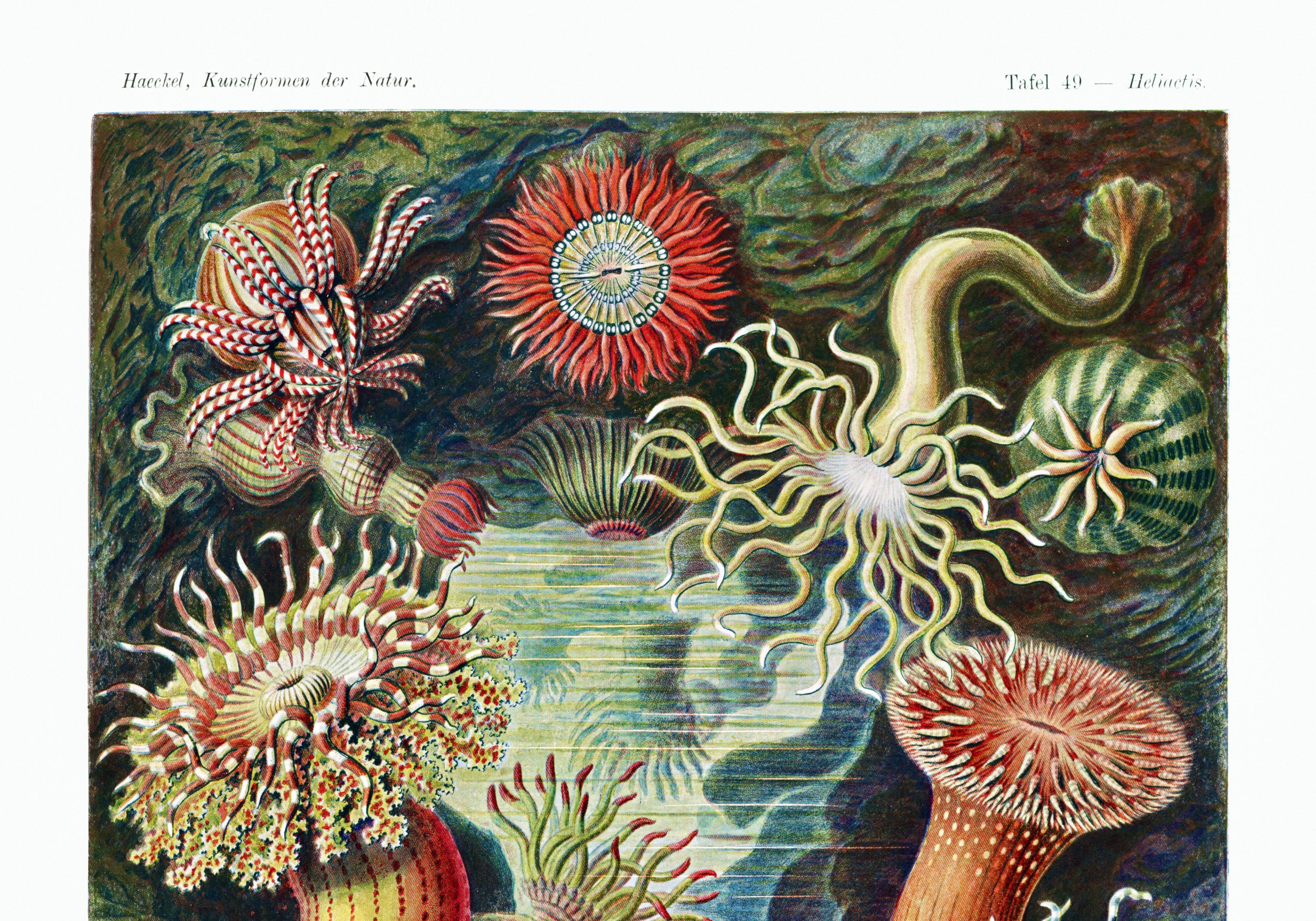 Poster about "sea anemones", based on an old lithograph
