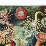 Poster about "sea anemones", based on an old lithograph