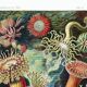 Poster about "sea anemones", based on an old lithograph