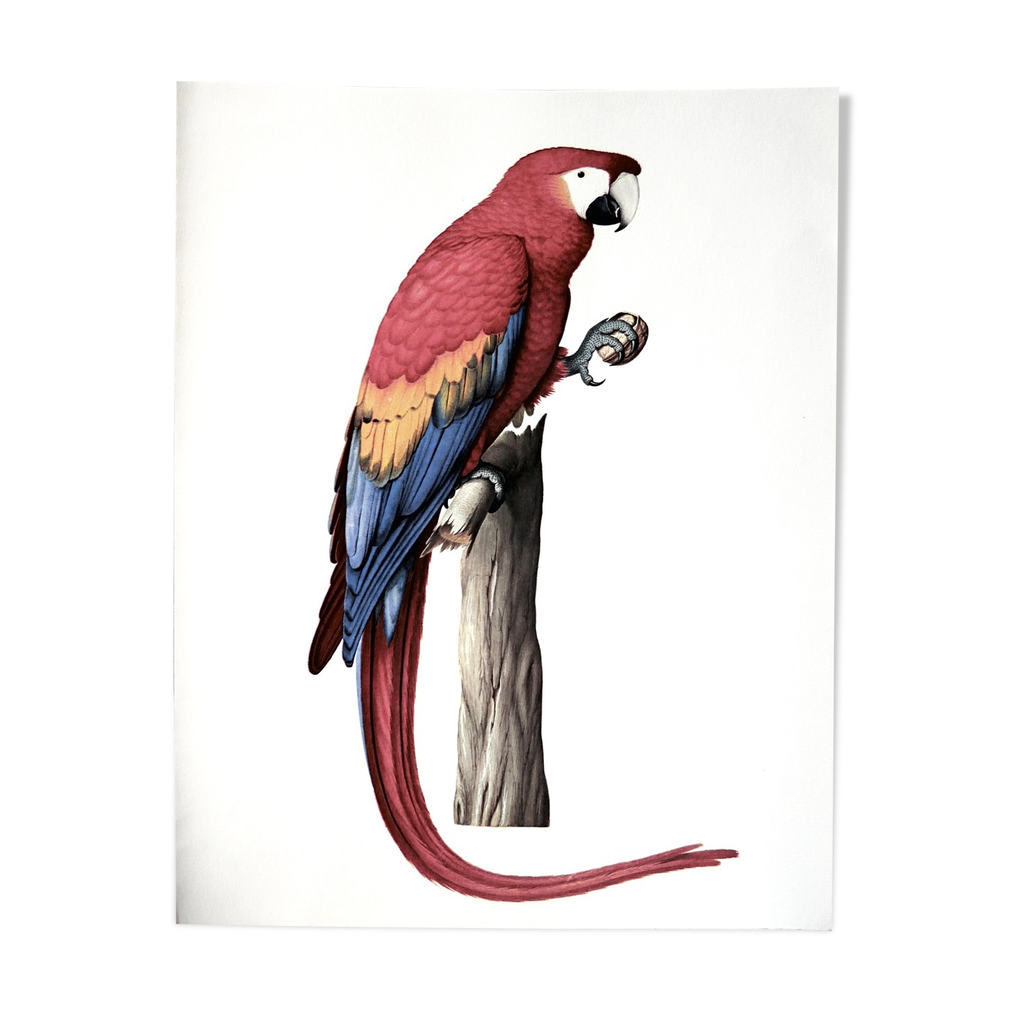 Ornithological board the military macaw