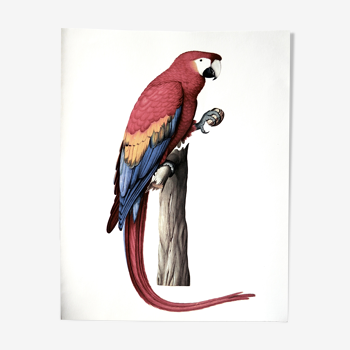 Ornithological board the military macaw