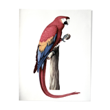 Ornithological board the military macaw