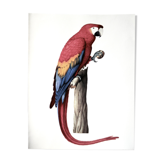 Planche ornithologique l’Ara militaire