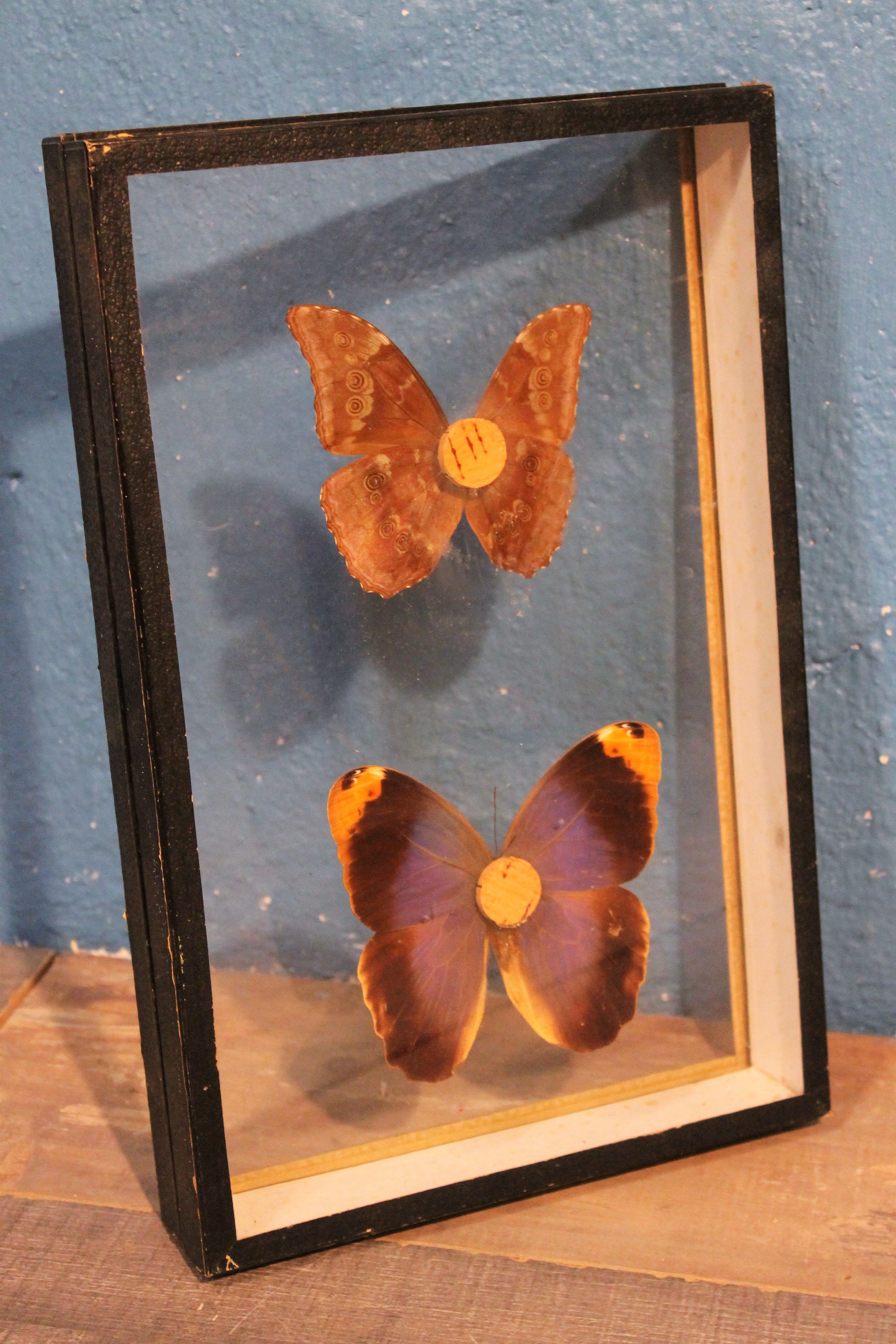 Morpho butterfly box  60