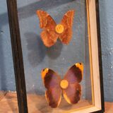 Morpho butterfly box  60